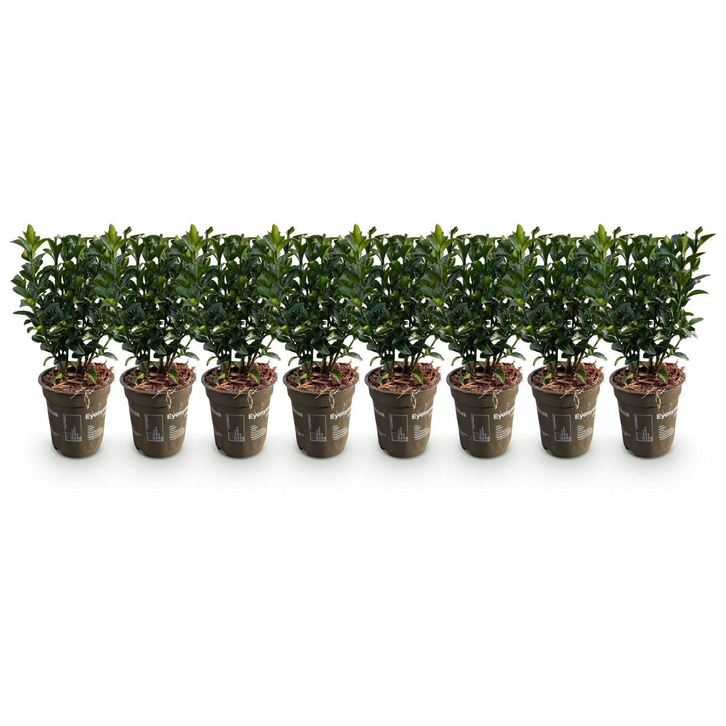 Euonymus japonica Green Spire : lot de 8 plants de fusain persistants en pots de 9cm, avec une hauteur de 20-25cm, alignés sur fond blanc.