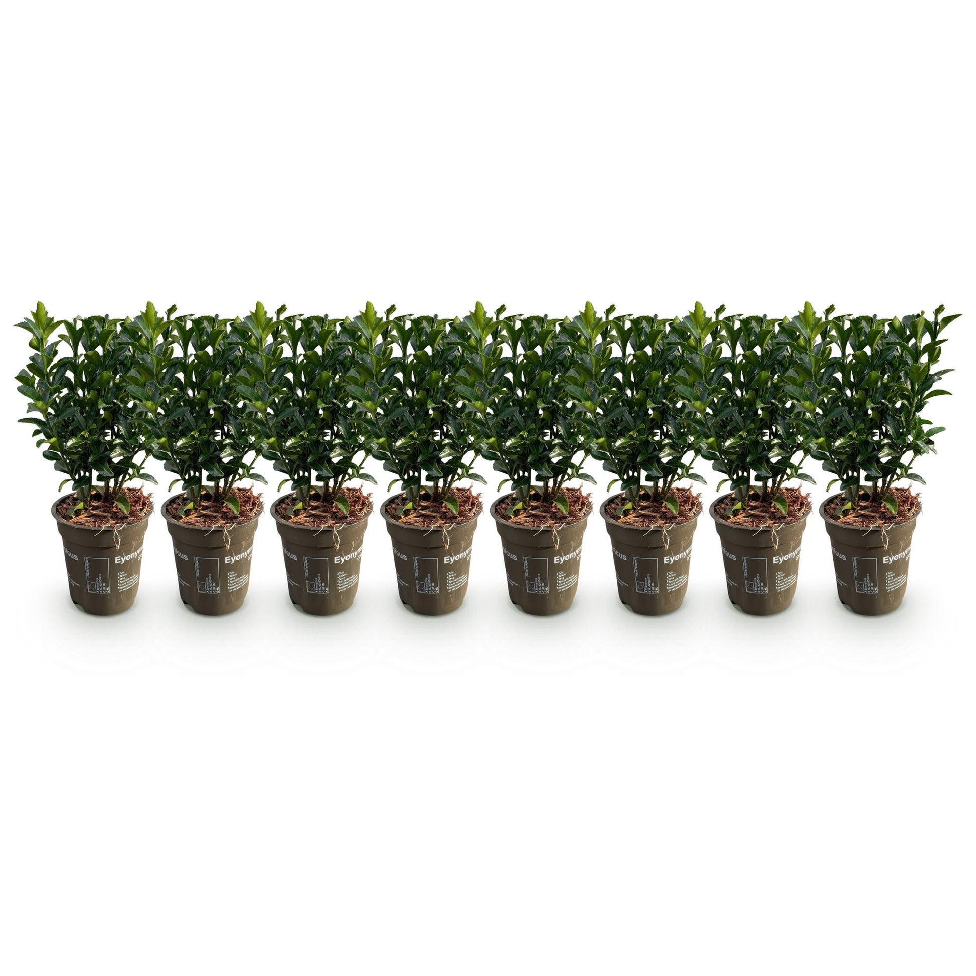 Euonymus japonica Green Spire : lot de 8 plants de fusain persistants en pots de 9cm, avec une hauteur de 20-25cm, alignés sur fond blanc.
