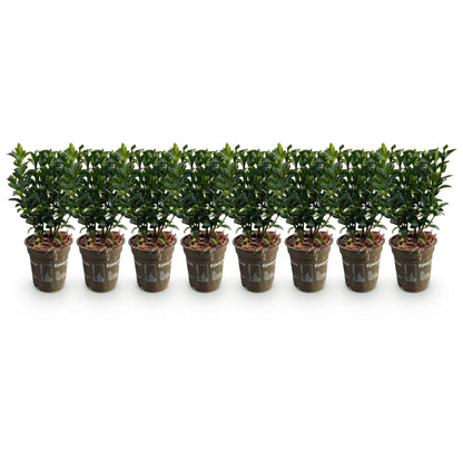 Euonymus japonica Green Spire : lot de 8 plants de fusain persistants en pots de 9cm, avec une hauteur de 20-25cm, alignés sur fond blanc.