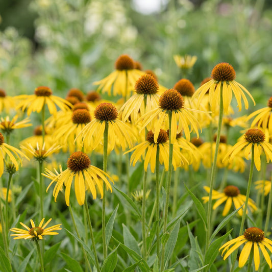 Échinacée jaune (Echinacea paradoxa) en pot de 11 cm, fleurs jaunes à cœur brun