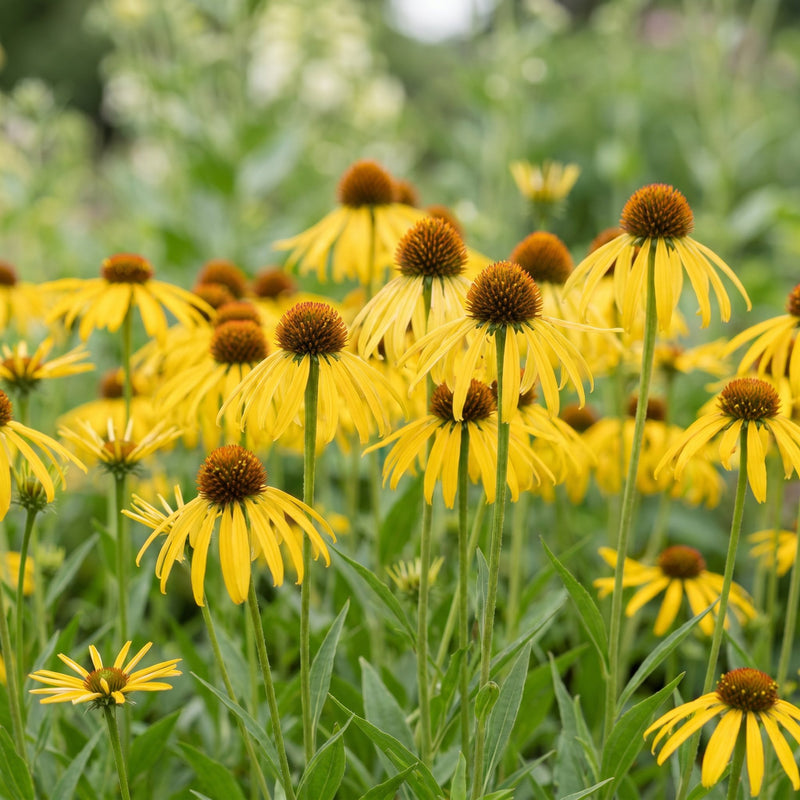 Échinacée jaune (Echinacea paradoxa) - vivace mellifère - Pot 11 cm - Hauteur 15-25 cm