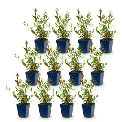 Gaura lindheimeri 'Florgauros', 12 jeunes plants en pot bleu sur fond blanc, avec de longues tiges feuillues et de jeunes pousses rougeâtres