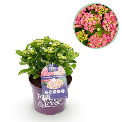 Hortensia Hydrangea Forever & Ever rose en pot sur fond blanc, avec un gros plan de ses fleurs épanouies.