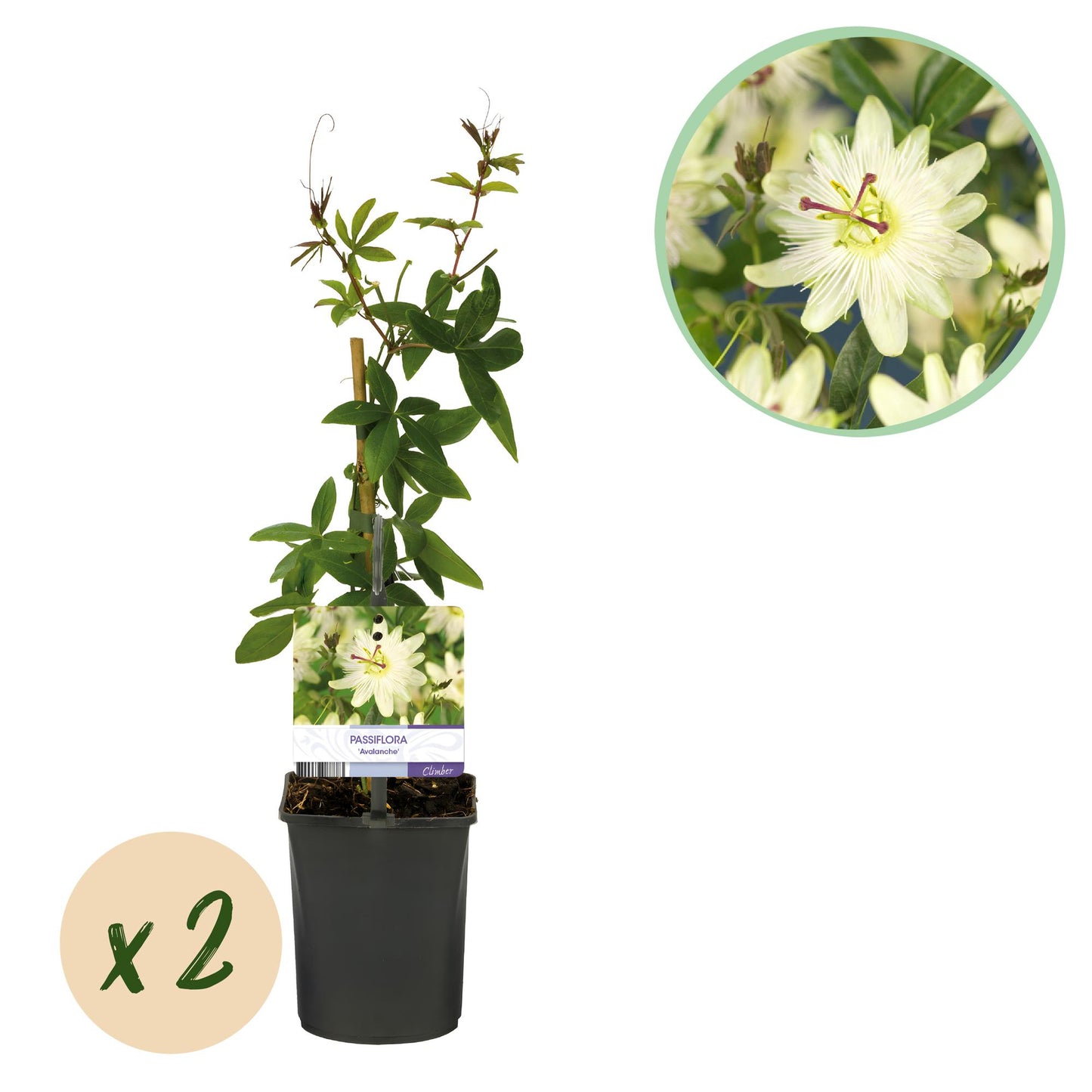 Passiflora Avalanche, fleur de la passion blanche, plante grimpante. Une pastille en bas à gauche indique 'x2', pour un lot de 2 plants.