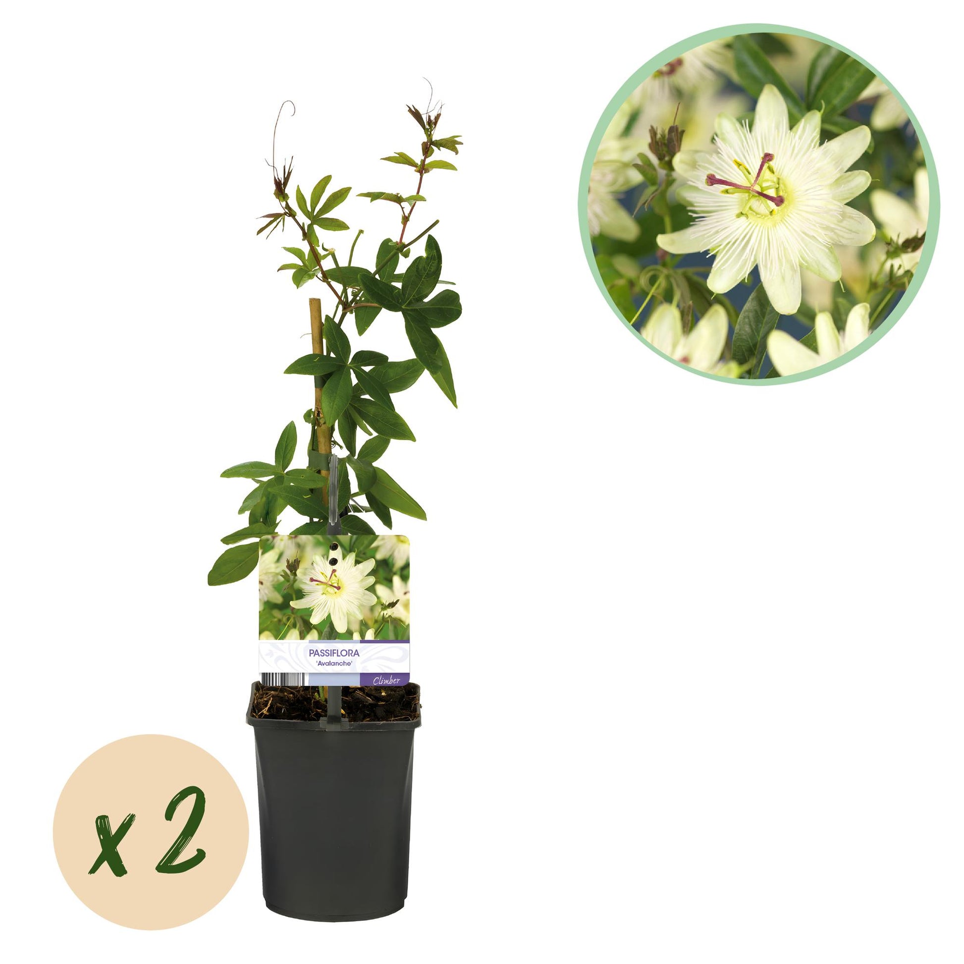 Passiflora Avalanche, fleur de la passion blanche, plante grimpante. Une pastille en bas à gauche indique 'x2', pour un lot de 2 plants.