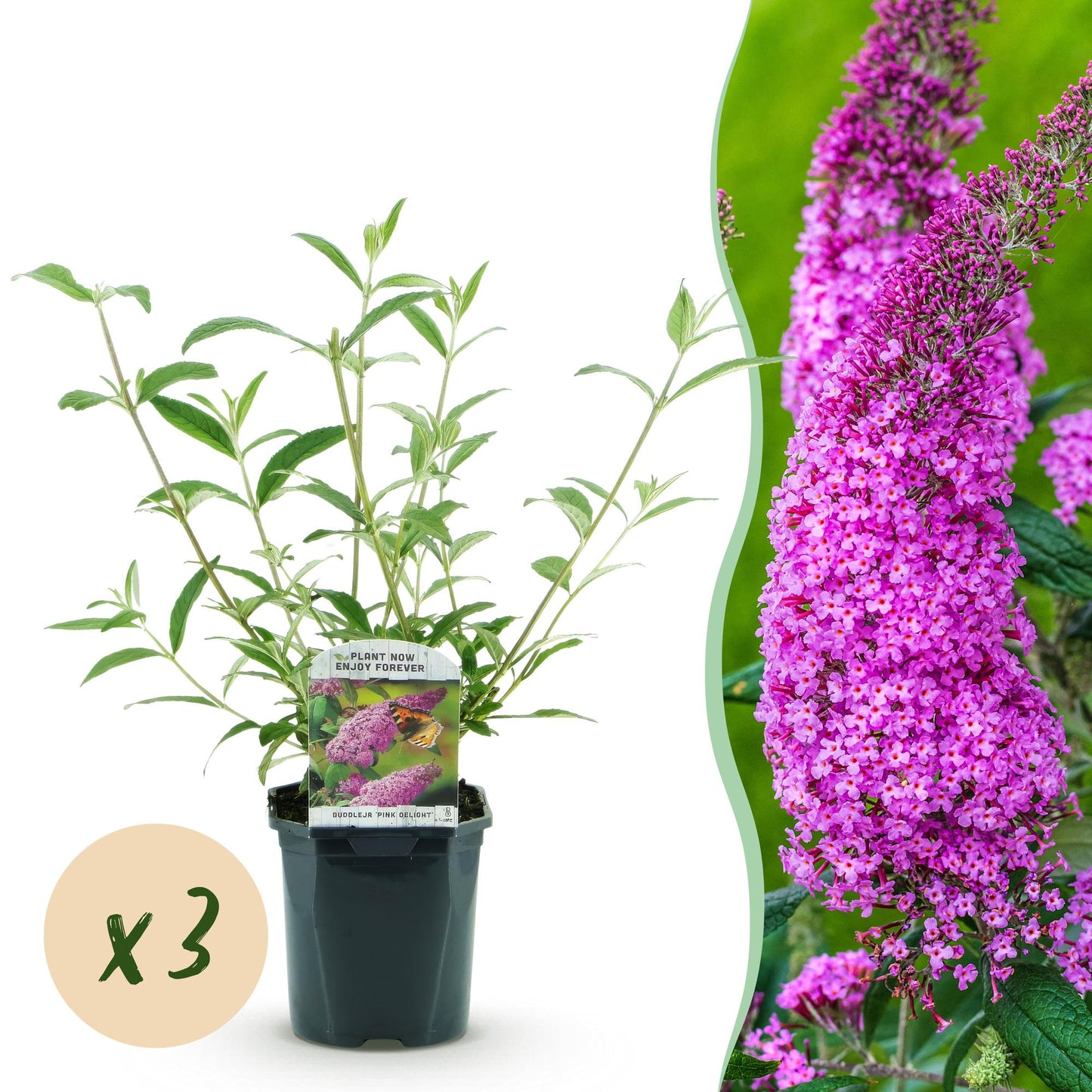 Buddleja davidii Pink Delight : jeune plant en pot et vue des fleurs roses éclatantes. Pastille « x3 » indiquant le lot.