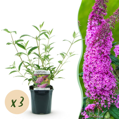 Buddleja davidii Pink Delight : jeune plant en pot et vue des fleurs roses éclatantes. Pastille « x3 » indiquant le lot.