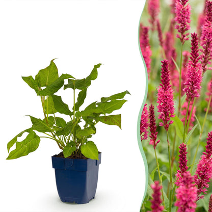 Persicaria amplexicaulis ou Renouée, un jeune plant en pot bleu sur fond blanc, accolé à une photo d'une haie dense de renouées en fleurs ro