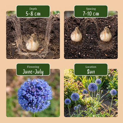Guide de plantation des bulbes d'Ail d'ornement Caeruleum (Allium) avec profondeur, espacement, floraison et exposition.
