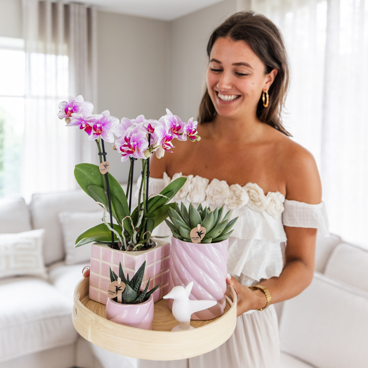 Orchidée Phalaenopsis rose en pot
