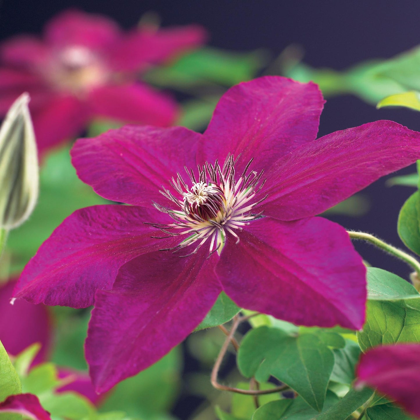 Clématite Westerplatte avec une fleur rouge-violet intense et son cœur clair, entourée de feuillage vert, sur fond sombre flou.