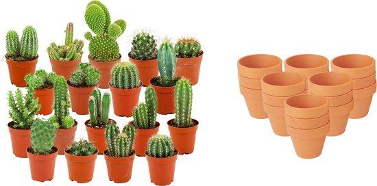Mini Mélange de Cactus - Pot de 8cm - Hauteur: 5-10 cm - pots en terre cuite - 18 plantes