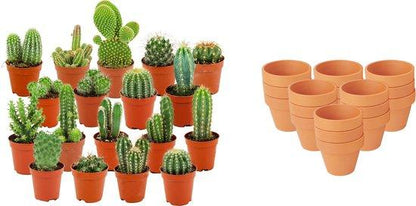 Mini Mélange de Cactus - Pot de 8cm - Hauteur: 5-10 cm - pots en terre cuite - 18 plantes
