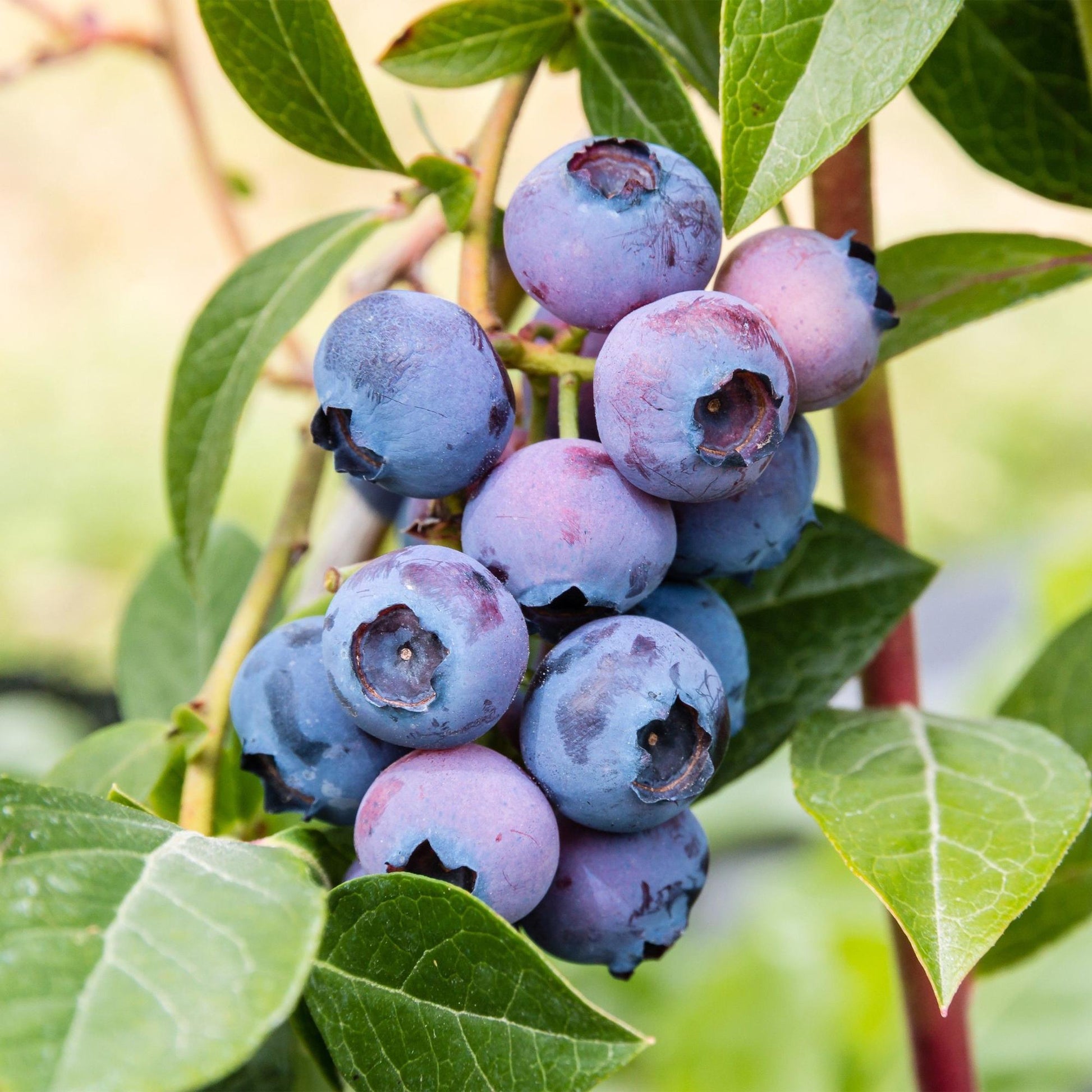 Vaccinium corymbosum Jersey. Grosse grappe de myrtilles bleues sur une branche avec des feuilles vertes, mise au point sur les fruits charnu