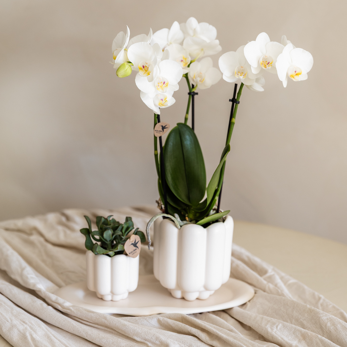 Cache-pot céramique mat - allure vintage - blanc