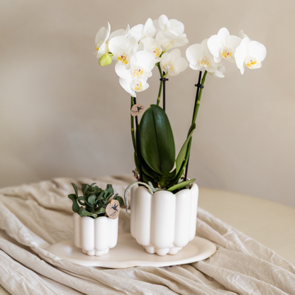 Cache-pot céramique mat - allure vintage - blanc