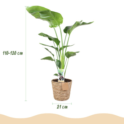 Plantes d'intérieur - Stelitzia Nicolai - Fleur de paradis - Peu d'entretien - avec panier - Vert - 1 Plante - Pot 21cm - Hauteur 110-120cm