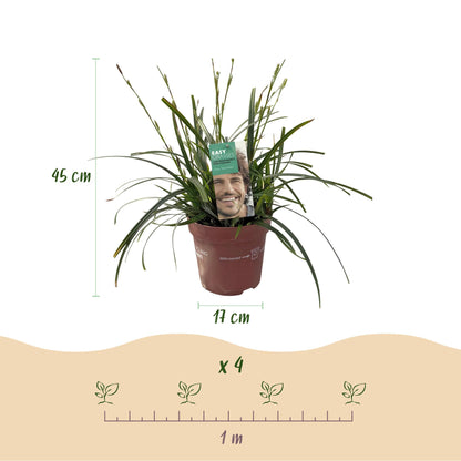 Carex oshimensis Intense Green : hauteur du plant 45 cm, pot de 17 cm, et schéma d'espacement avec 4 plants pour 1 mètre.