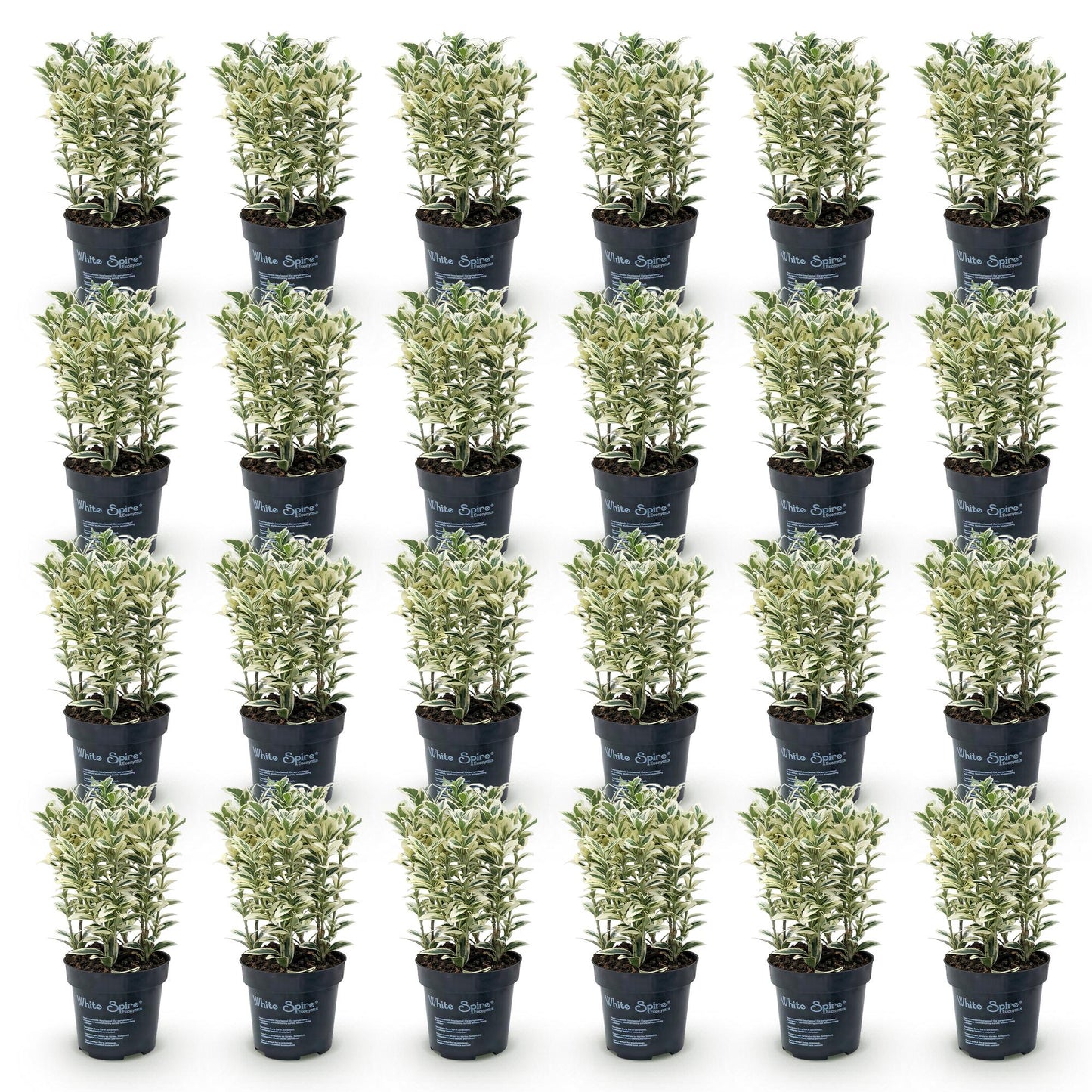 Euonymus japonicus White Spire. Gros plan de 25 plants de fusain du Japon à feuilles vertes et blanches en pot noir de 9cm sur fond blanc.