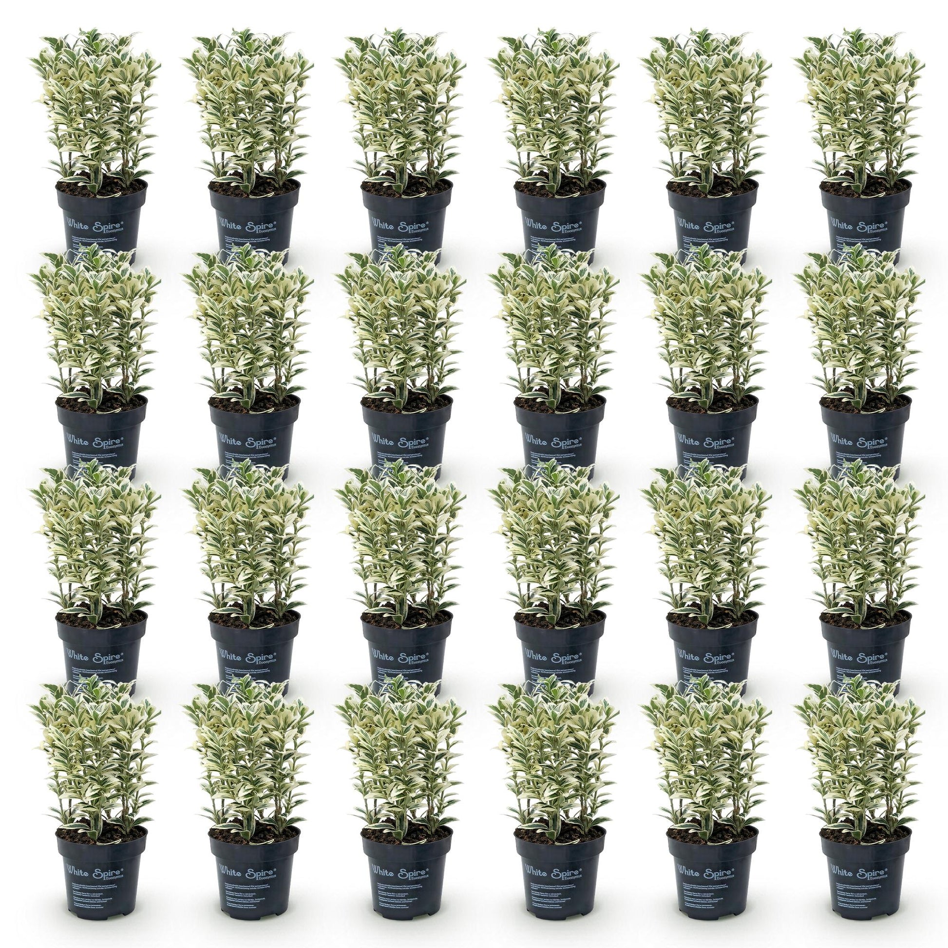 Euonymus japonicus White Spire. Gros plan de 25 plants de fusain du Japon à feuilles vertes et blanches en pot noir de 9cm sur fond blanc.