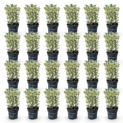 Euonymus japonicus White Spire. Gros plan de 25 plants de fusain du Japon à feuilles vertes et blanches en pot noir de 9cm sur fond blanc.