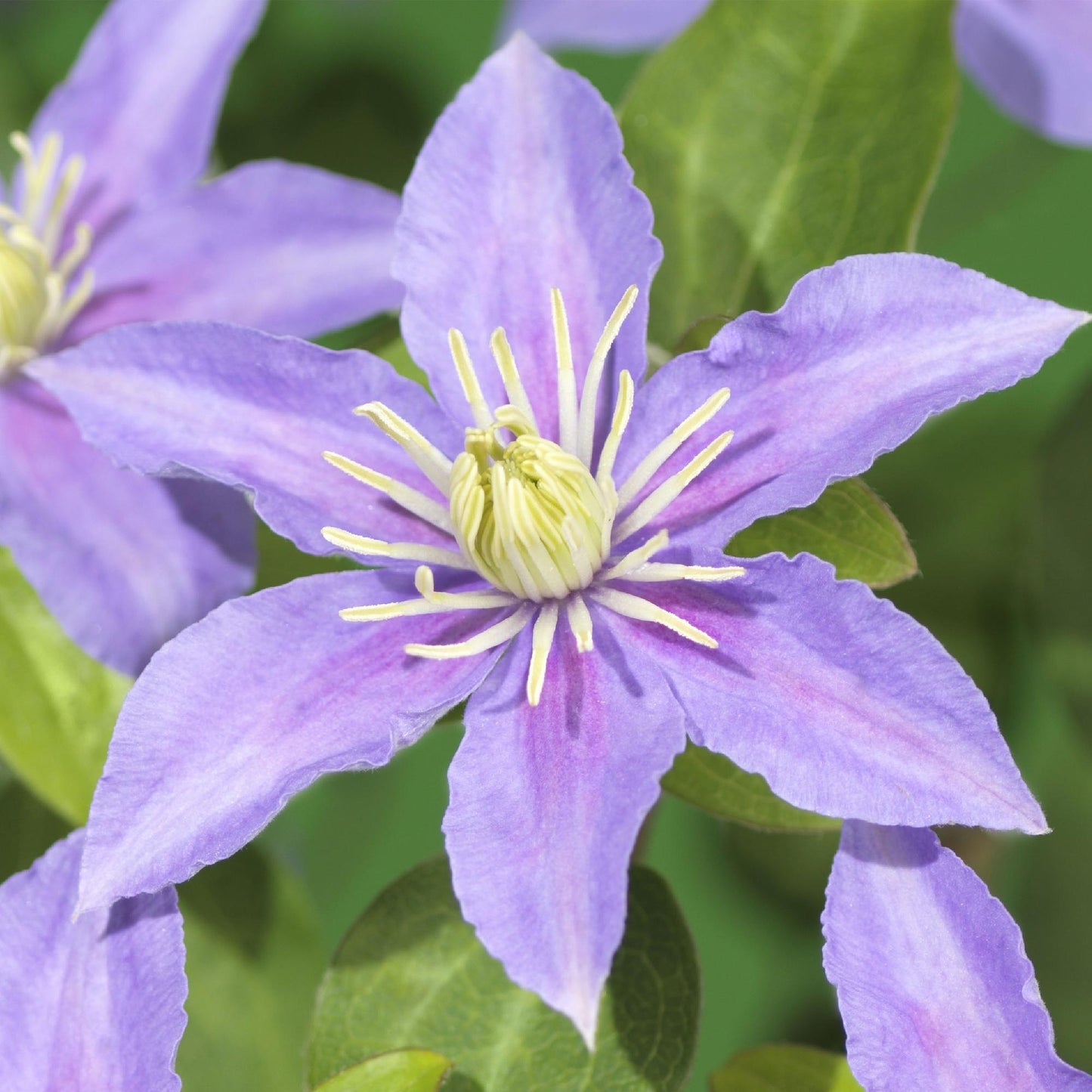 Clématite Justa : gros plan sur une fleur bleu clair aux étamines jaunes, avec un feuillage vert légèrement visible en arrière-plan.