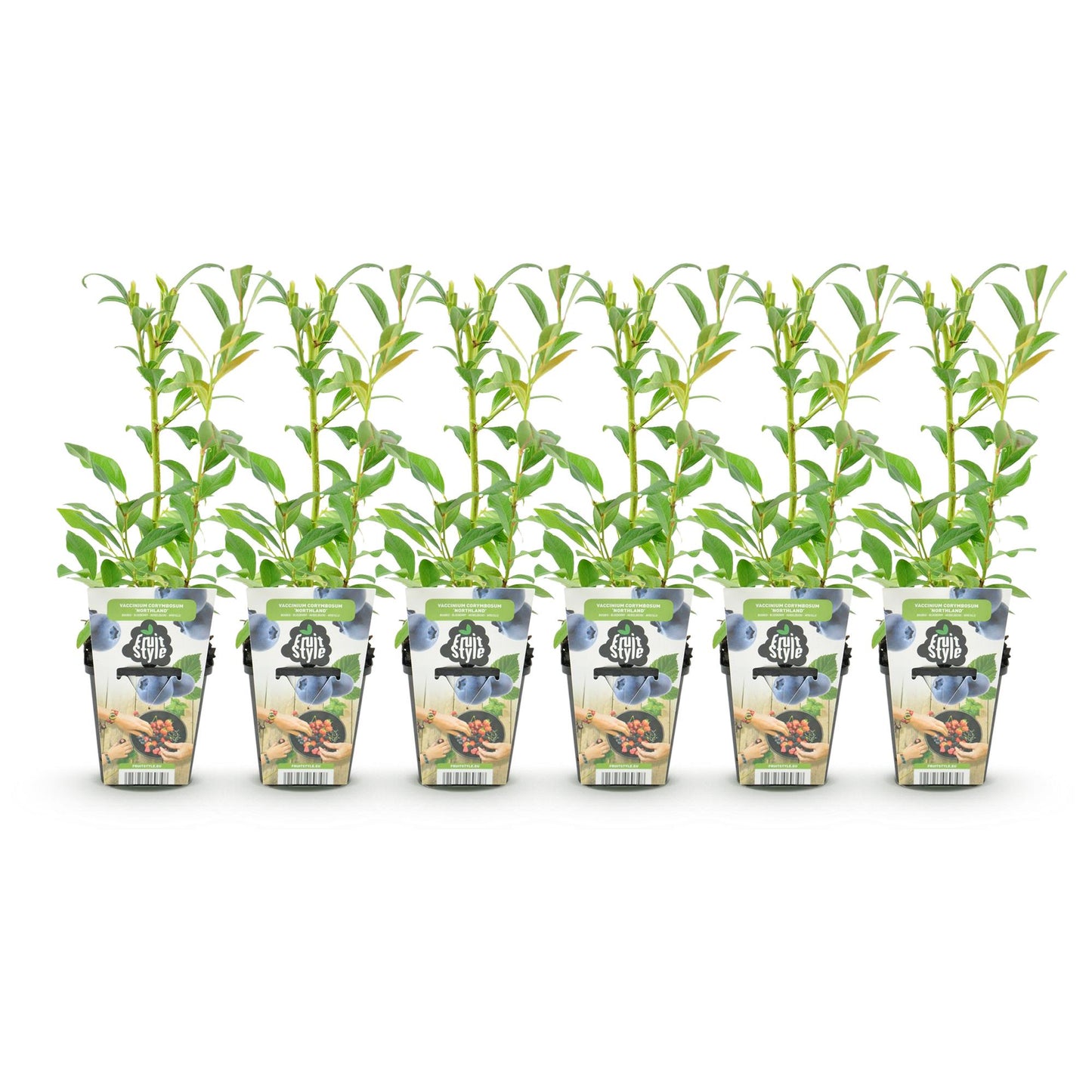 Mûriers bleus Vaccinium corymbosum Northland : Dix jeunes plants en pots alignés sur fond blanc, prêts à être plantés pour une récolte abond