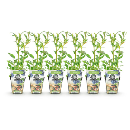 Mûriers bleus Vaccinium corymbosum Northland : Dix jeunes plants en pots alignés sur fond blanc, prêts à être plantés pour une récolte abond