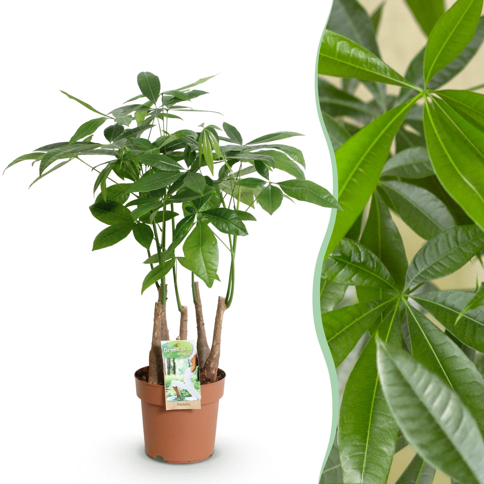 Pachira Aquatica multi-troncs tressés plante d'intérieur pot 17cm hauteur 50-55cm arbre à argent
