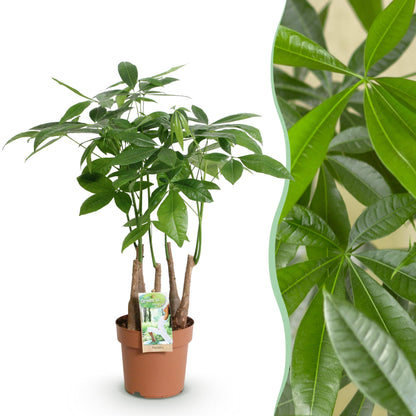 Pachira Aquatica multi-troncs tressés plante d'intérieur pot 17cm hauteur 50-55cm arbre à argent