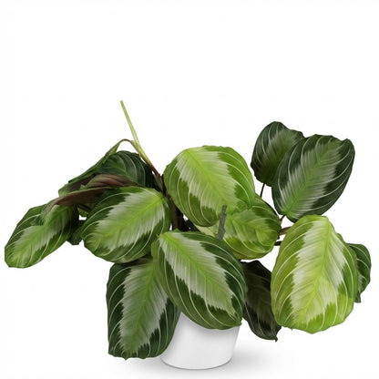 Plante d'intérieur - Maranta Fascinator Silverband - Plante de prière - Plante amie des animaux - Verte - 1 Plante - avec Potter Blanc - Pot 12cm - Hauteur 25cm