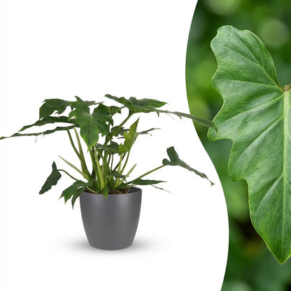 Plante d'intérieur - Philodendron Lacerum - Vert - Peu d'entretien - 1 Plante - avec Potter Gris - Pot 19cm - Hauteur 65cm