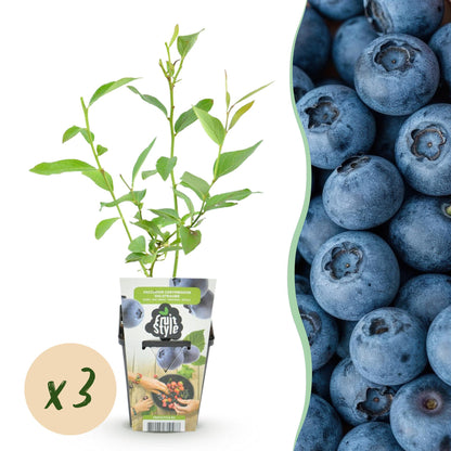 Myrtillier 'Goldtraube' : jeune plant en pot avec une pastille indiquant « x3 », et un fond de myrtilles bleues sur le côté.