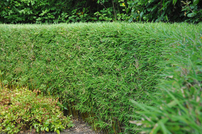 Fargesia Rufa, bambou non invasif, en haie dense et luxuriante dans un jardin, avec un feuillage vert éclatant.