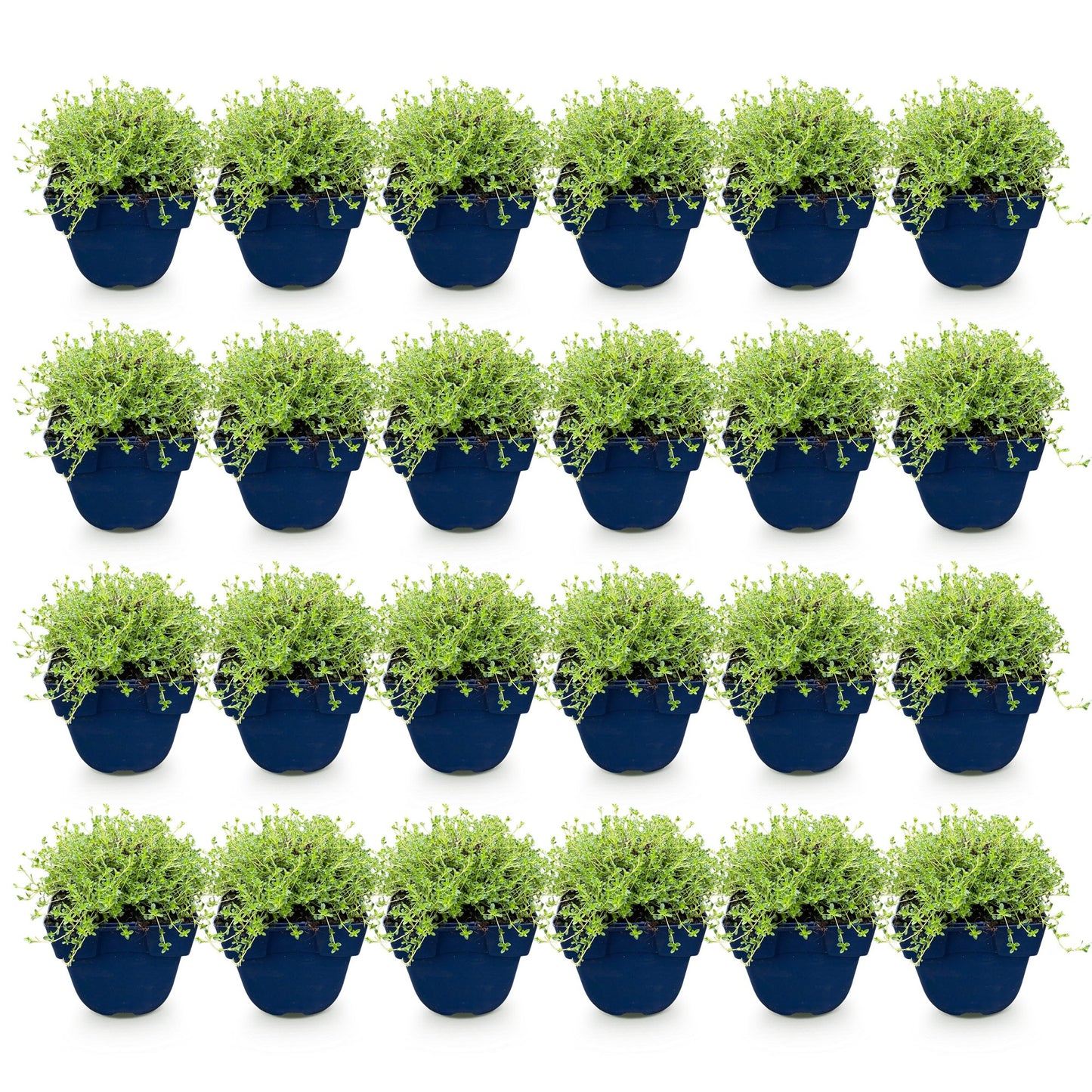 Thymus praecox Albiflorus : Lot de 24 jeunes plants de thym blanc rampant en pot, feuillage vert vif sur fond blanc uni.