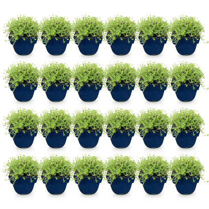 Thymus praecox Albiflorus : Lot de 24 jeunes plants de thym blanc rampant en pot, feuillage vert vif sur fond blanc uni.