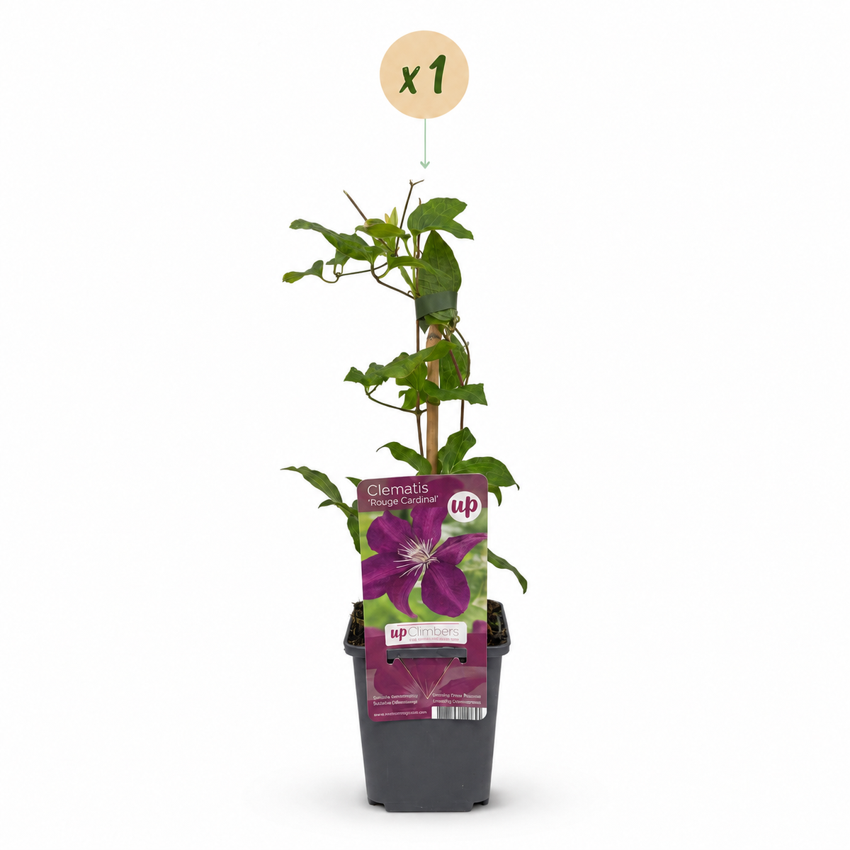 Clématite 'Rouge Cardinal' - 1 plant, pot Ø9 cm