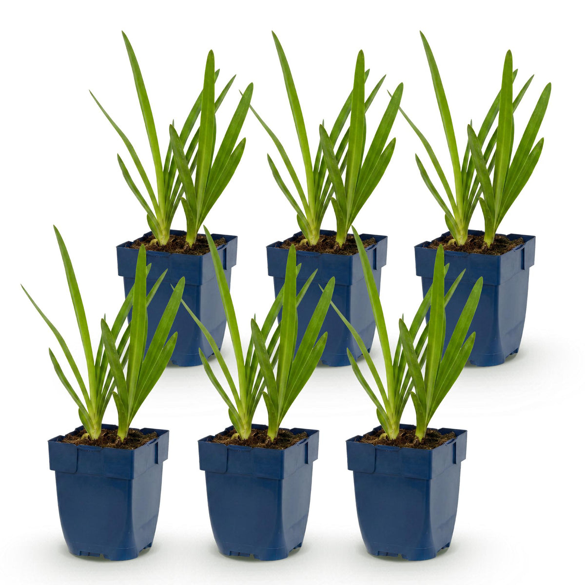 Agapanthes bleues et blanches - lot de 6 plants en pot de 11 cm