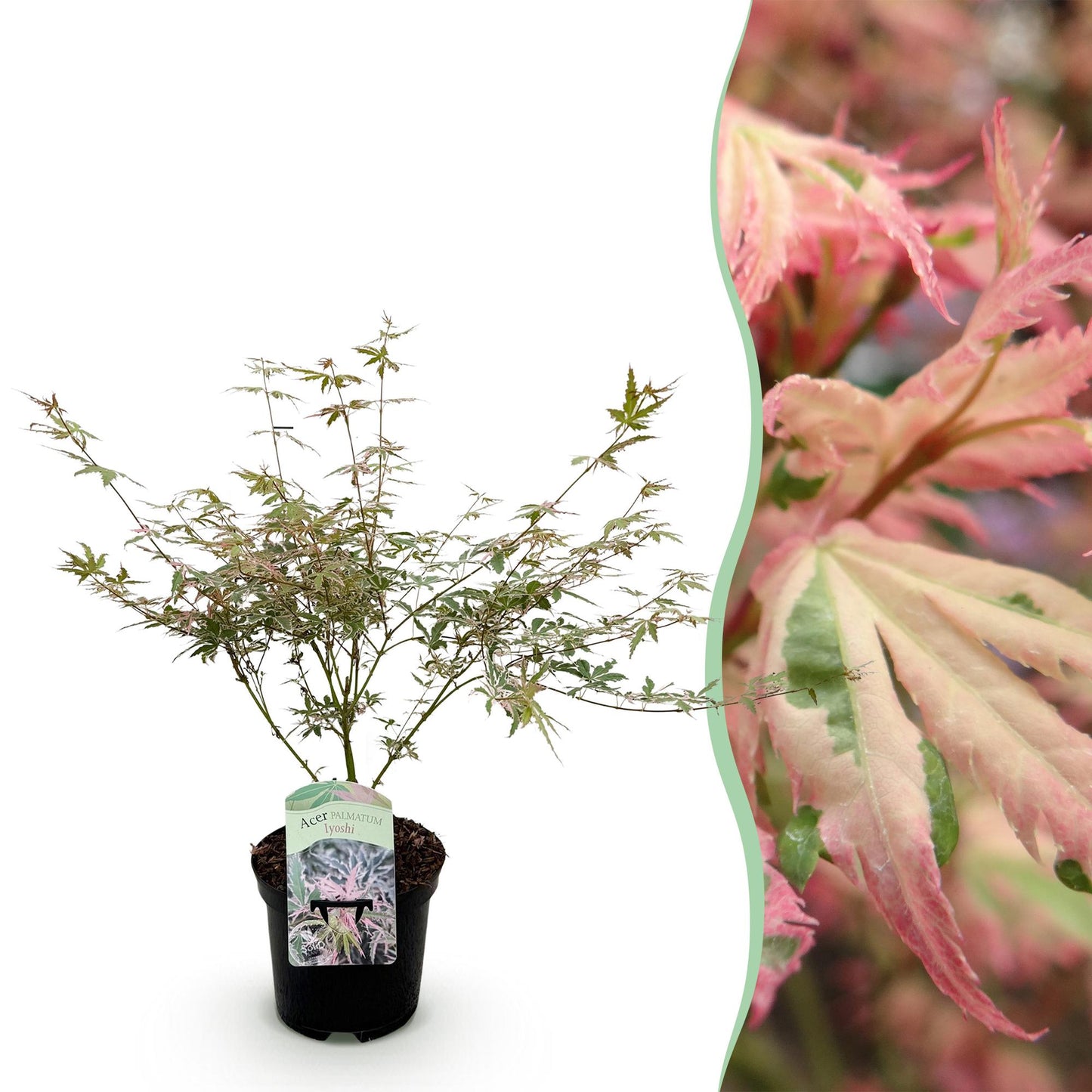Érable du Japon Acer palmatum Iyoshi en pot sur fond blanc à gauche, avec un gros plan du feuillage rose et vert sur la droite.
