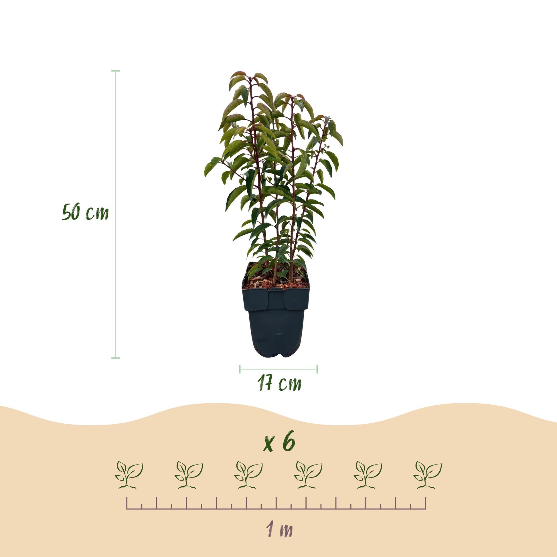 Prunus lusitanica Angustifolia. Schéma montrant un plant de 50 cm de haut en pot de 17 cm, et l'espacement pour 6 plants sur 1 mètre linéair