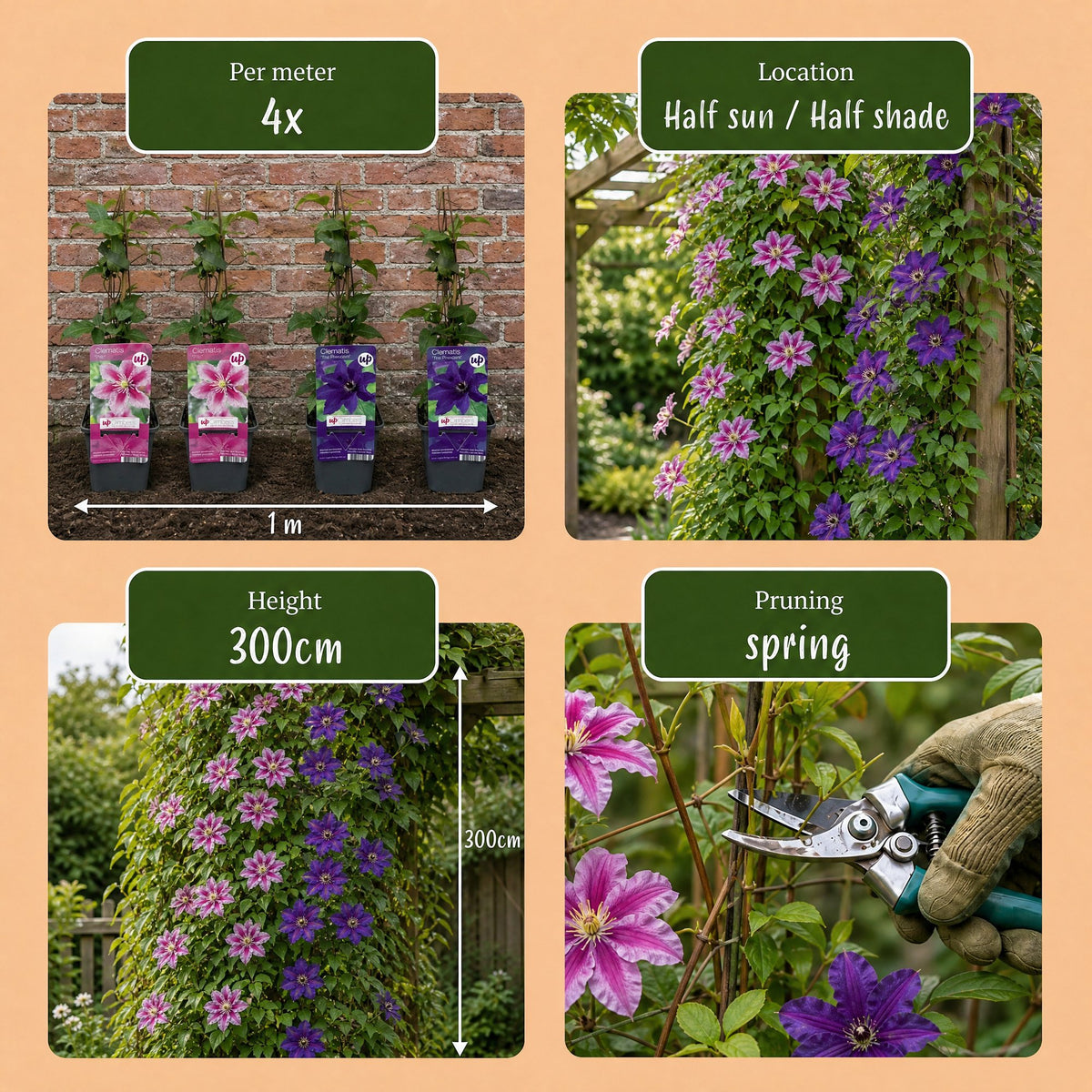 Clématite Duo Violet & Rose (Clematis) - grimpantes à grandes fleurs