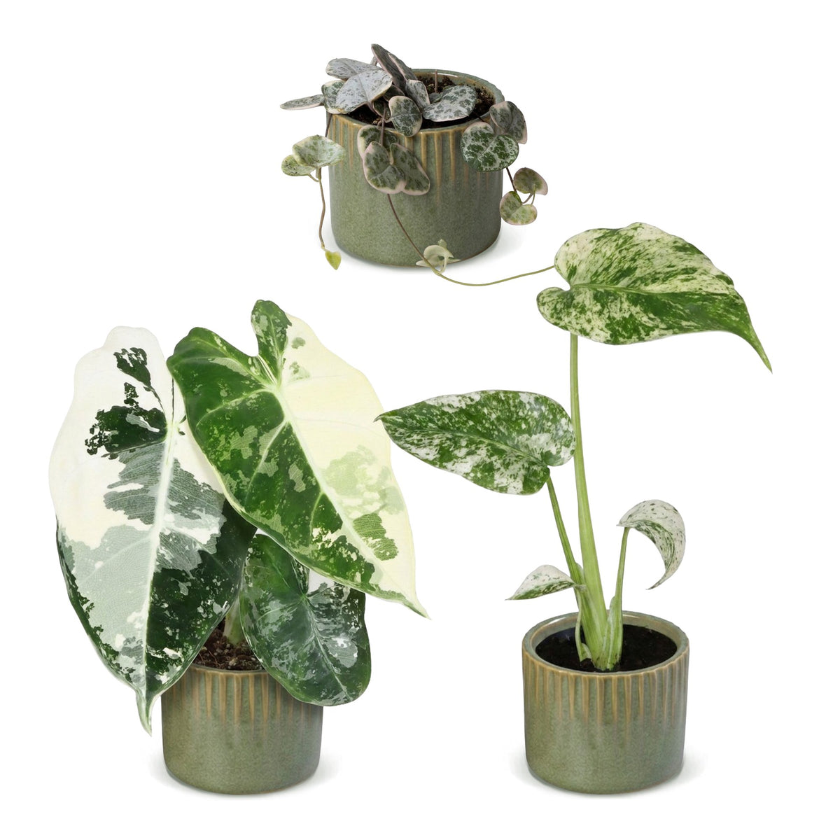 Bébés plantes panachées en pot de 6 cm, 3 plantes, cache-pot vert olive
