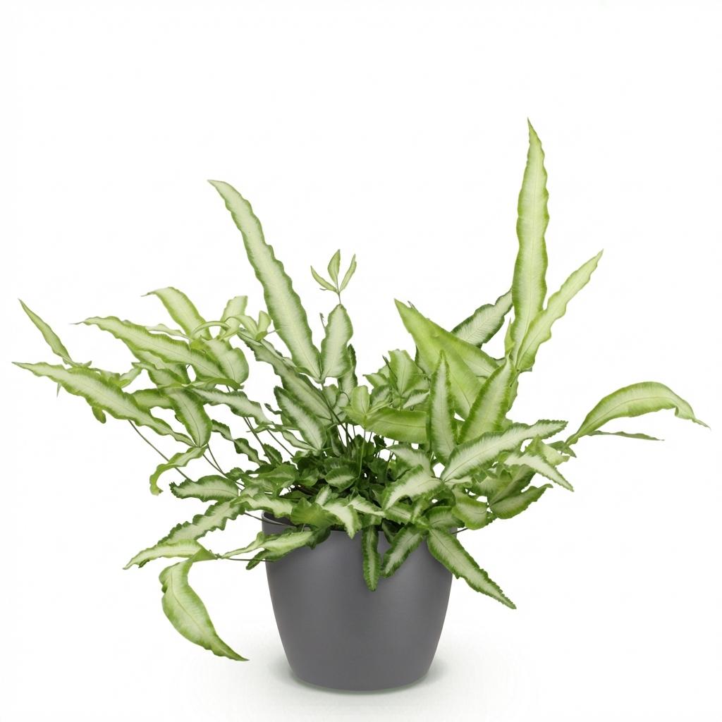 Plante d'intérieur - Pteris cretica Albolineata - Fougère ruban - Plante amicale pour les animaux - Vert - 1 Plante - avec Pot Gris - Pot 12cm - Hauteur 20cm