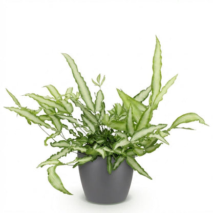 Plante d'intérieur - Pteris cretica Albolineata - Fougère ruban - Plante amicale pour les animaux - Vert - 1 Plante - avec Pot Gris - Pot 12cm - Hauteur 20cm