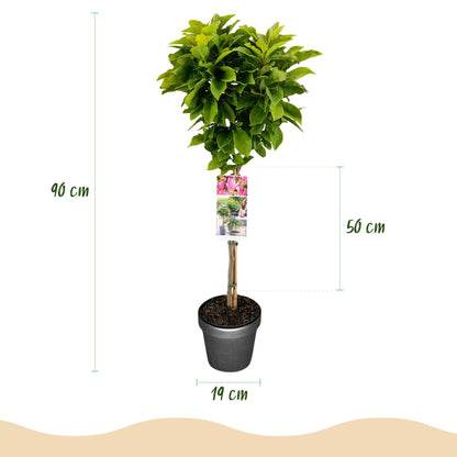 Magnolia Susan : dimensions du plant sur tige avec pot de 19 cm, hauteur totale 90 cm et hauteur de la couronne de 50 cm.