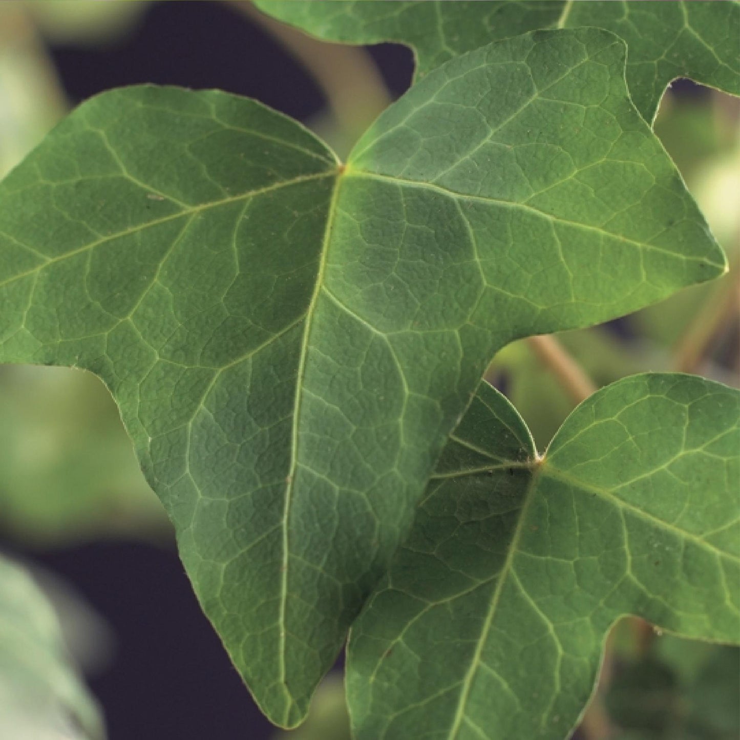 Lierre commun (Hedera helix), gros plan sur ses feuilles vert foncé, au feuillage persistant, aux nervures bien visibles.