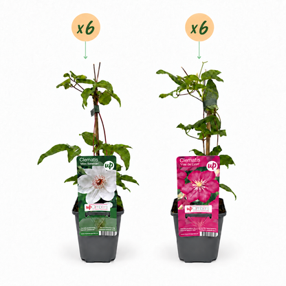 Clématite Duo Rose & Blanc - lot de 12 plants, pot Ø9 cm