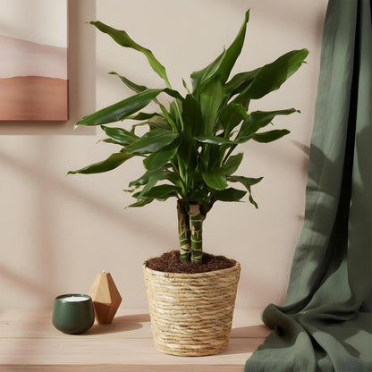 Plantes d'intérieur - Dracaena fragrans Steudneri - Arbre à dragon - Peu d'entretien - avec panier - Vert - 1 Plante - Pot 17cm - Hauteur 50-55cm