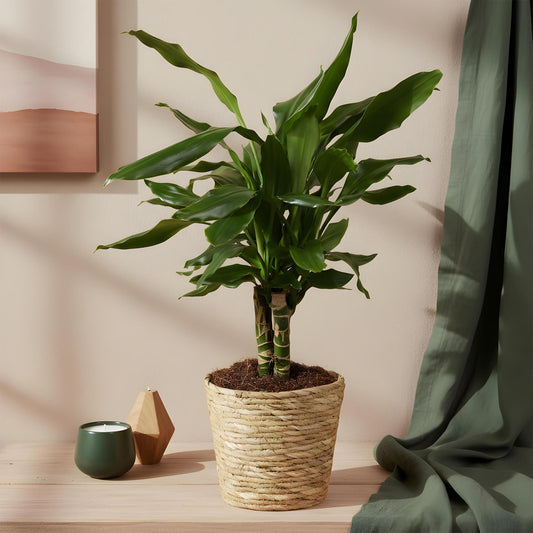 Un Dracaena fragrans Steudneri aux feuilles vertes brillantes dans un pot en osier sur une table en bois