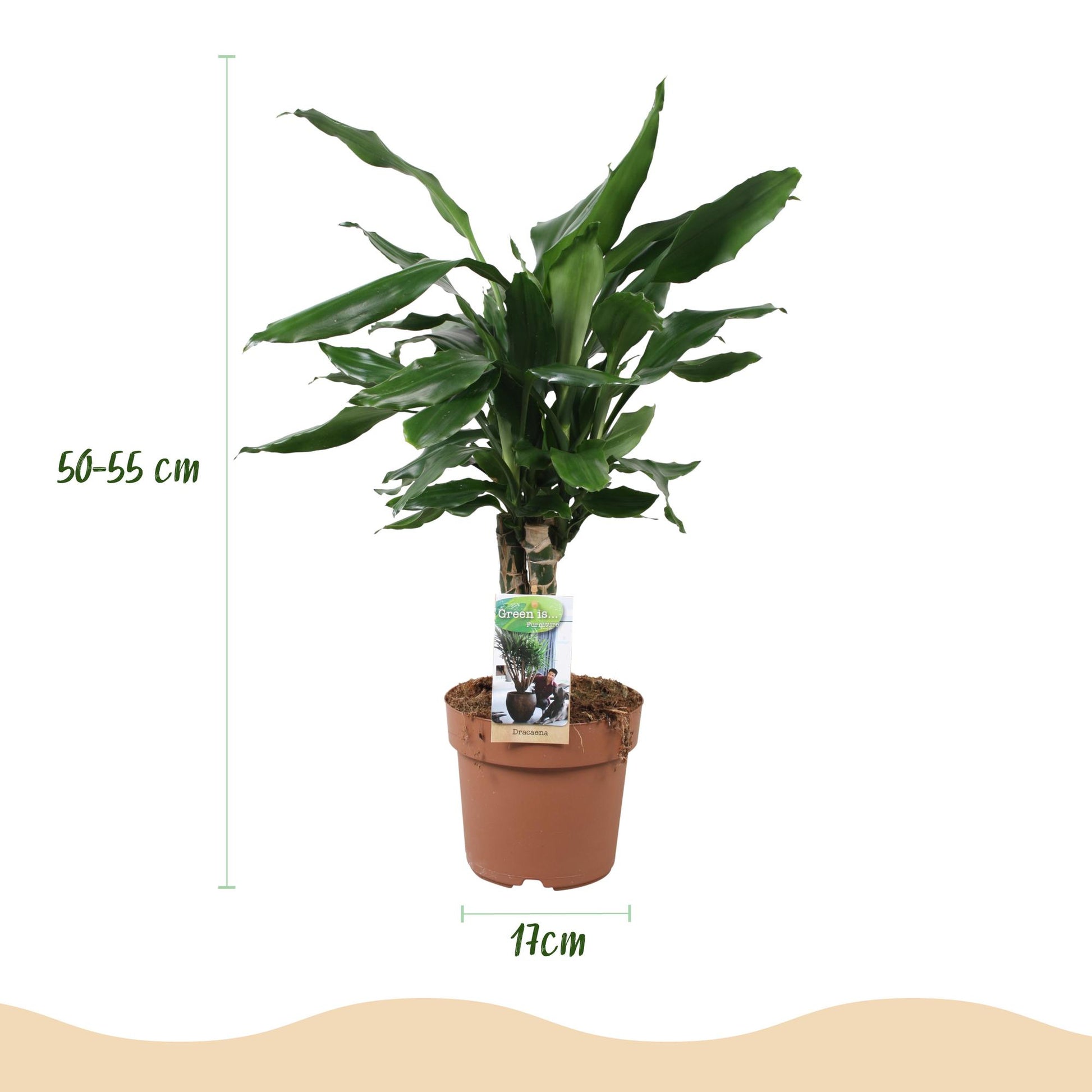 Plantes d'intérieur - Dracaena fragrans Steudneri - Dragonnier - Peu d'entretien - Vert - 1 Plante - Pot 17cm - Hauteur 50-55cm